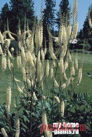 Цимицифуга » Домашние растения