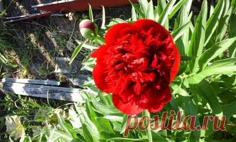 ранние пионы 2015