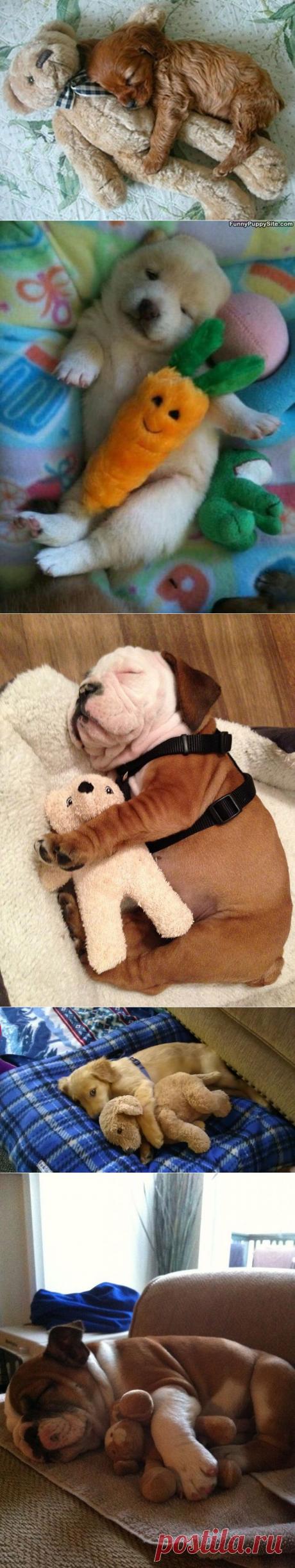 ФотоТелеграф » Тихий час у щеночков