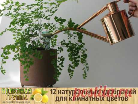 12 натуральных удобрений для комнатных цветов, эффективность которых вне конкуренции
  
   Ошибочно полагать, что для комнатных цветов достаточно своевременного полива и пересадки. Для нормального развития их нужно удобрять. При этом «закармливать» их химией не стоит. 

Чтобы обеспечить надлежащий уход, гарантирующий пышное продолжительное цветение, буйство красок и интенсивный рост лучше использовать натуральные средства. Тратиться при этом на дорогостоящие препараты не п...