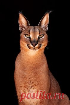 Caracal   -   Cheetah Experience, Bloemfontein