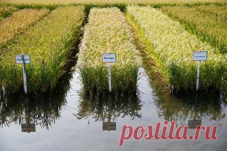 Научно проверенный способ приготовления риса для удаления из него мышьяка и сохранения питательных веществ | Science & Future | Яндекс Дзен