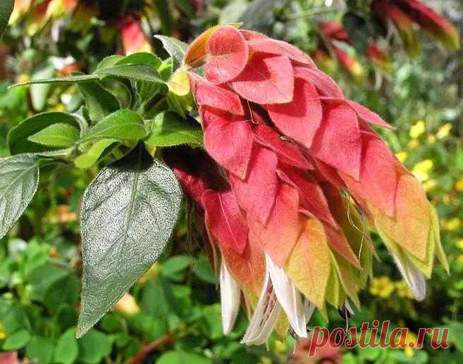 Белопероне (комнатный хмель)