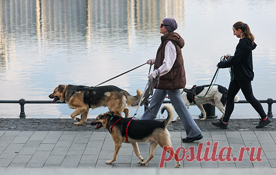 Гулять с поводком, в магазин — без собаки. Что вошло в новый петербургский закон. Губернатор Санкт-Петербурга Александр Беглов подписал новый закон о содержании собак. Документ вступит в силу 21 ноября. Это один из самых массовых законов в истории петербургского Законодательного собрания — авторами стали 13 депутатов городского парламента, а жители Петербурга подали сотни обращений в ходе обсуждения законопроекта. ТАСС выяснил, в чем суть нововведений и почему они необходимы для города