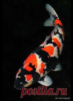 КРАСНЫЕ ВОЛНЫ