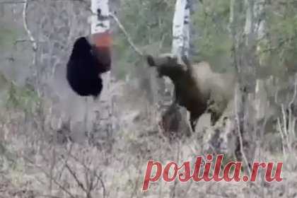 Лосиха защитила детенышей от наглого медведя и попала на видео. Лосиха спасла детенышей от медведя в лесах Сахалина. Животные попали на видео, их борьбу засняли местные жители. На кадрах видно, как лосиха несколько раз набрасывается на медведя, пытаясь защитить своих детенышей. Отмечается, что наглый медведь продолжительное время атаковал лосиху и ее детенышей.