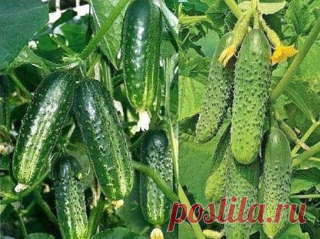 Растворы для хорошего урожая огурчиков

Чтобы получить богатый урожай огурчиков, нужно их регулярно подкармливать! Для этого отлично подойдет хлебная закваска. Приготовить ее просто! Наполните ведро на 2/3 нарезанными корочками черного хлеба, залейте водой и придавите чем-нибудь тяжелым. Иначе корки будут всплывать, когда хлеб начнет закисать. Поставьте ведро в теплое место на неделю. Такие подкормки можно проводить раз в неделю Полученную закваску разбавляю водой 1:3 и по...