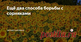 Ещё два способа борьбы с сорняками Этот способ предполагает, что урожай с данного участка будет только в следующем году, так как в этом году на нем мы будем бороться с сорняками.
Весной густо засеваем выбранный участок семенами подсолнечника. Часто посаженный подсолнух заглушит любые сорняки на выбранном участке.