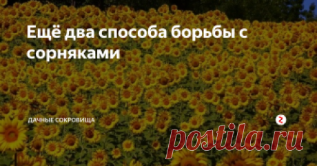 Ещё два способа борьбы с сорняками Этот способ предполагает, что урожай с данного участка будет только в следующем году, так как в этом году на нем мы будем бороться с сорняками.
Весной густо засеваем выбранный участок семенами подсолнечника. Часто посаженный подсолнух заглушит любые сорняки на выбранном участке.
