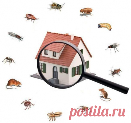 Temas, Frases, Curiosidades y Más...: Porque muchos Animales Aparecen en tu Casa