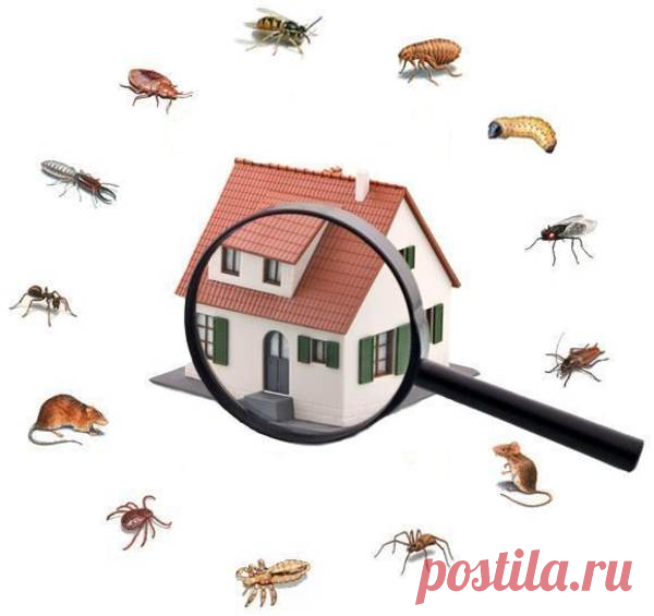 Temas, Frases, Curiosidades y Más...: Porque muchos Animales Aparecen en tu Casa
