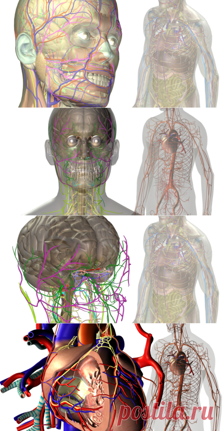 Arteksa | Виртуальный атлас анатомии человека в 3D Virtual Anatomy
