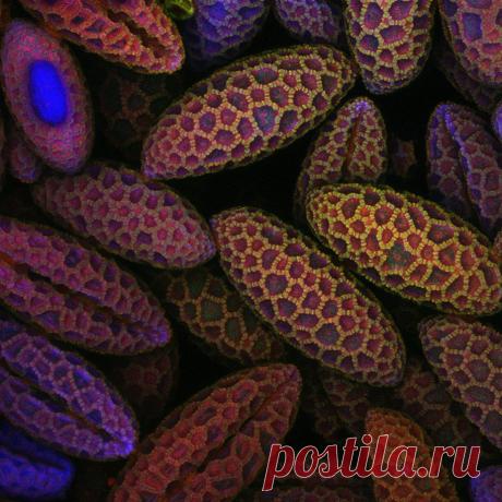 Победители конкурса микрофотографии Nikon Small World 2017 « FotoRelax