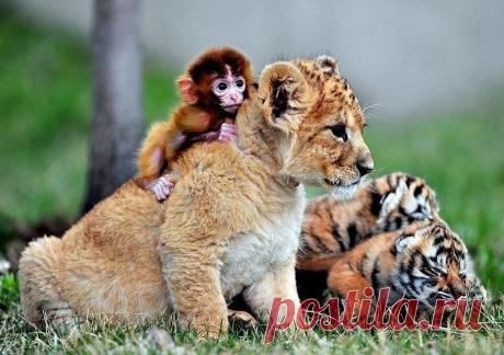 Мой Мир@Mail.Ru