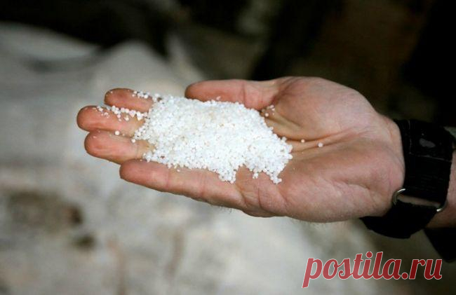 Технология правильной подкормки рассады томатов и перца Выращивание томатной рассады и посев перца на рассаду в феврале позволяют ускорить получение урожая, что особенно важно при культивировании овощей в зонах рискованного земледелия и в регионах, которые...