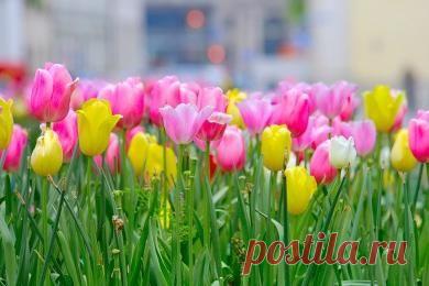Как и когда сажать тюльпаны в Подмосковье? -