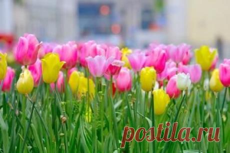 Как и когда сажать тюльпаны в Подмосковье? -