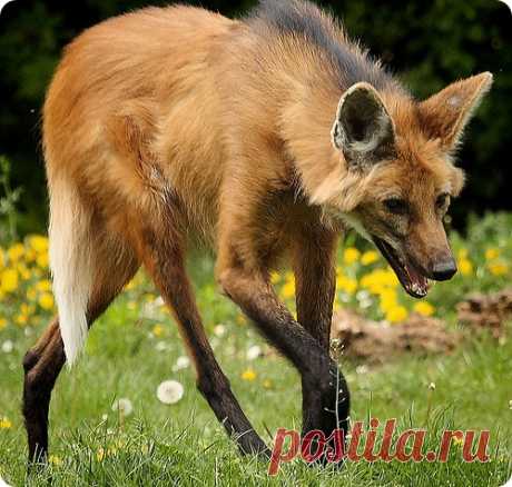 странные и редкие животные