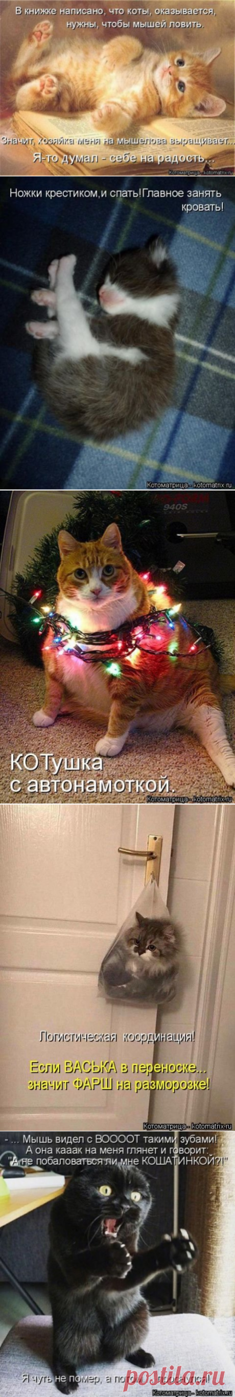 Свежая котоматрица для хорошего настроения (34 фото)