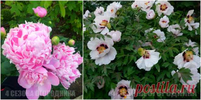 Упросила соседку и она научила меня 