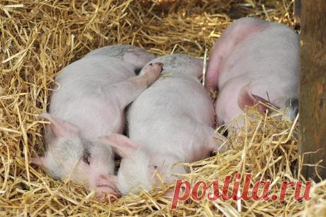 Правила содержания свиней - Журнал полезных советов