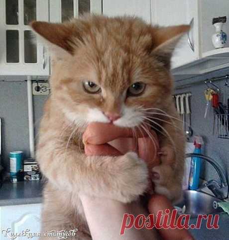 Хи-хи-хи...ржака!
Evgeny Buzov