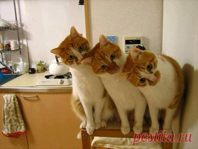 Синхронные коты