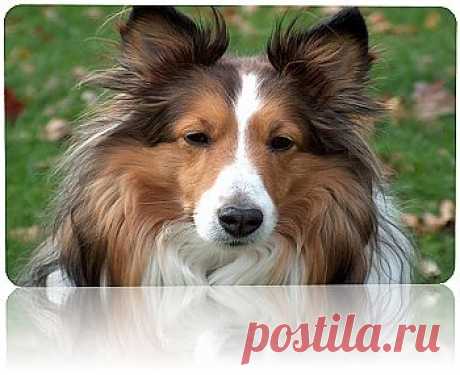 Шотландская овчарка (колли)