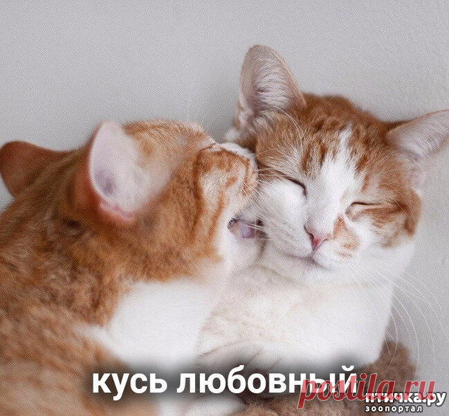 Какой такой КУСЬ