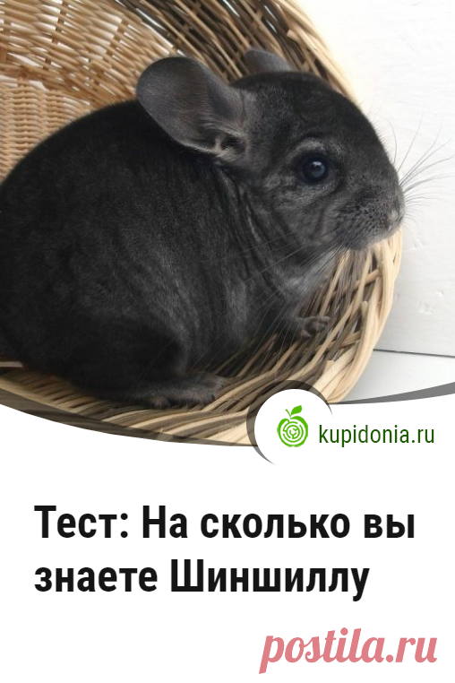 Тест: На сколько вы знаете Шиншиллу. Тест о симпатичной зверюшке которую можно содержать дома.