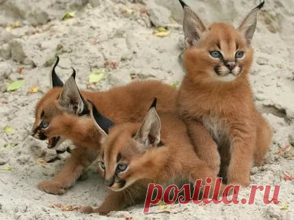 картинки кошек и котят: 22 тыс изображений найдено в Яндекс.Картинках