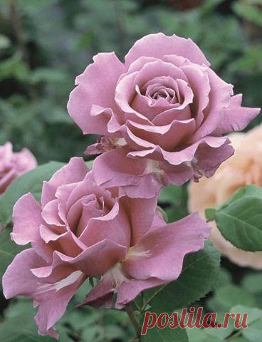 1378055a9be5d0f78f37a7619a324db4.jpg (368×480)