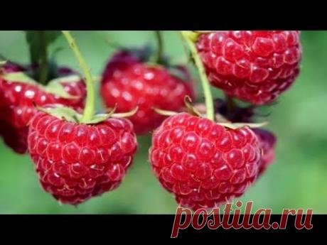 293.Правильный уход за малиной весной для большого урожая