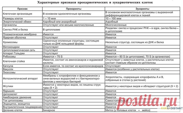 ПРОКАРИОТЫ И ЭУКАРИОТЫ: СРАВНИТЕЛЬНАЯ ТАБЛИЦА.