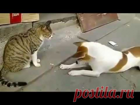 Angry Cats VS Dogs Funny Compilation 2017 !!! - YouTube