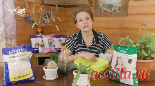 Обильное цветение Декабриста гарантировано! Как пересадить кактус Декабрист. | Садовый мир | Дзен