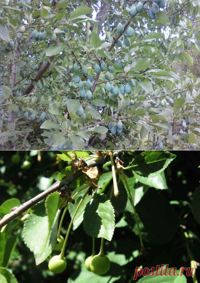 Что делать, если на деревьях и кустах опадают завязи?