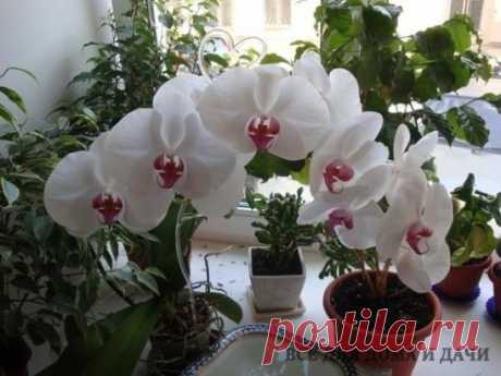 10 простых советов опытного цветовода
Если вашим цветочкам не здоровится, не нужно сразу бежать за химией в 
садовый магазин. Все составляющие этих рецептов вы найдете у себя дома.
1. Избавьтесь от тли с помощью моющего средства.
Тля любит пастись на свежих молодых побегах. Но вряд ли ей понравится 
пара капель моющего средства и мокрая тряпка. Одно движение - и тли как 
не бывало.
2. Долой насекомых.
Если в земле завелись крохотные насекомые, которые так и кишат в 
цветочных горшках, воткните в