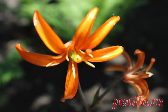 Лилии-мартагоны: один раз посадил, 50 лет любуешься! | 6 соток