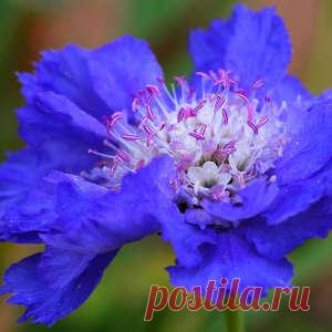 Выращивание скабиозы из семян (фото и видео советы)