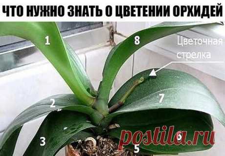 ВСЕ, ЧТО НУЖНО ЗНАТЬ О ЦВЕТЕНИИ ОРХИДЕЙ
Сохраните, чтобы не потерять!

Чтобы орхидея цвела…
Частота цветения орхидеи зависит от соблюдения определенных правил ухода. Чтобы растение цвело, следует помнить 9 важных условий, способствующих этому.

1. Узнайте возраст орхидеи

Если вы купили нецветущее растение, и оно не торопится радовать цветочной стрелкой, быть может, оно еще слишком молодое. Разные виды орхидей зацветают в возрасте от 1,5 до 3 лет. Чтобы определить, что орх...