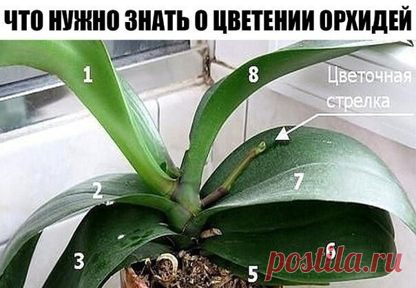 ВСЕ, ЧТО НУЖНО ЗНАТЬ О ЦВЕТЕНИИ ОРХИДЕЙ
Сохраните, чтобы не потерять!

Чтобы орхидея цвела…
Частота цветения орхидеи зависит от соблюдения определенных правил ухода. Чтобы растение цвело, следует помнить 9 важных условий, способствующих этому.

1. Узнайте возраст орхидеи

Если вы купили нецветущее растение, и оно не торопится радовать цветочной стрелкой, быть может, оно еще слишком молодое. Разные виды орхидей зацветают в возрасте от 1,5 до 3 лет. Чтобы определить, что орх...