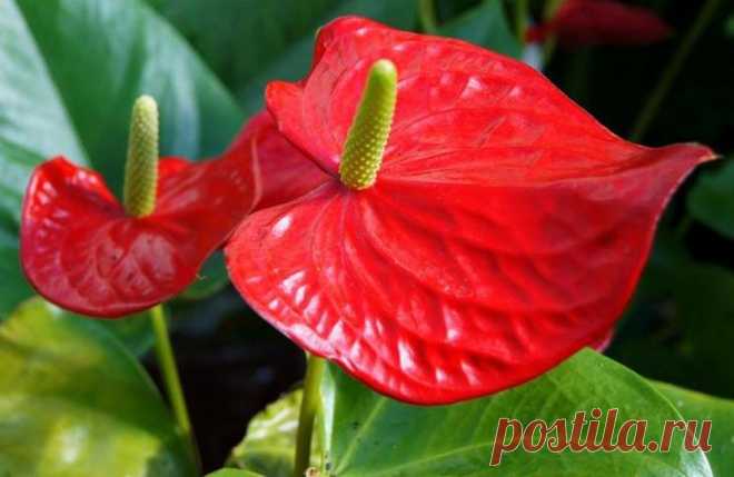 Антуриум Андре Антуриум Андре (Anthurium andreanum) – вечнозеленый многолетник из семейства Ароидных, родиной которого считаются тропические районы Южной Америки. На лесных почвах Эквадора и Колумбии эпифит выделяет...