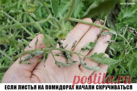 Сохраните к себе на стену, чтобы не потерять! 

Причин сворачивания листьев у томатов очень много. Но по характеру скручивания можно точно угадать, чем мы не угодили высаженной рассаде. 

Крутятся кверху «лодочкой» 

Тут всего два виновника: 

1. Картофельная тля, которая сидит на стеблях и, несмотря на мелкие размеры, скручивает листву кверху. Справиться с ней сложности не составит – опрыскайте помидоры любым препаратом от колорадского жука: Танрег, Конфидор, Искра, и она...