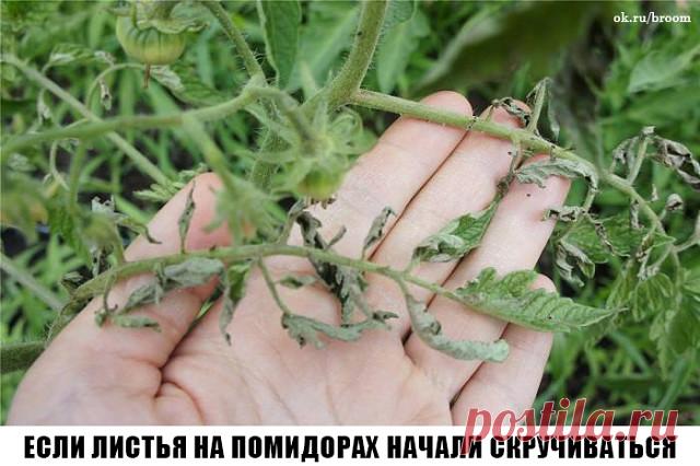 Сохраните к себе на стену, чтобы не потерять! 

Причин сворачивания листьев у томатов очень много. Но по характеру скручивания можно точно угадать, чем мы не угодили высаженной рассаде. 

Крутятся кверху «лодочкой» 

Тут всего два виновника: 

1. Картофельная тля, которая сидит на стеблях и, несмотря на мелкие размеры, скручивает листву кверху. Справиться с ней сложности не составит – опрыскайте помидоры любым препаратом от колорадского жука: Танрег, Конфидор, Искра, и она...