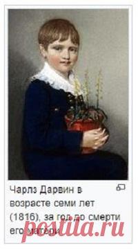 Рассуждения о теории эволюции