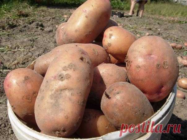 ВЫРАЩИВАНИЕ КАРТОФЕЛЯ ПО МИТЛАЙДЕРУ Если на вашем участке совсем мало места для грядок под картофель, то попробуйте вырастить его по методу известного профессора Митлайдера. Те, кто выращивают картошку по его рекомендациям, утверждают, что со …