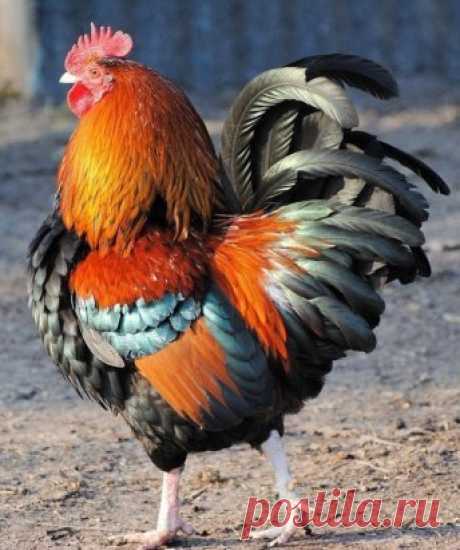 Ох какая красота!Полюбуйтесь на них!