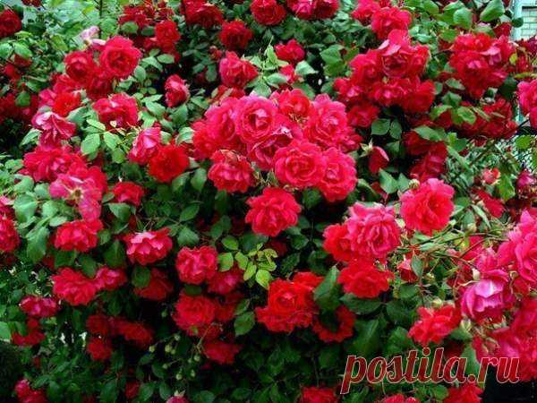 Чем удобрять розы. Раскрываем секреты буйного цветения