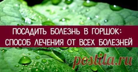 Посадить болезнь в горшок: способ лечения от всех болезней Эзотерика, самопознание, путь к себе, духовные практики, духовное развитие